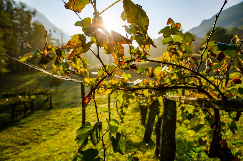 A beautiful shot of a wine field under the sunlight in Switzerland
